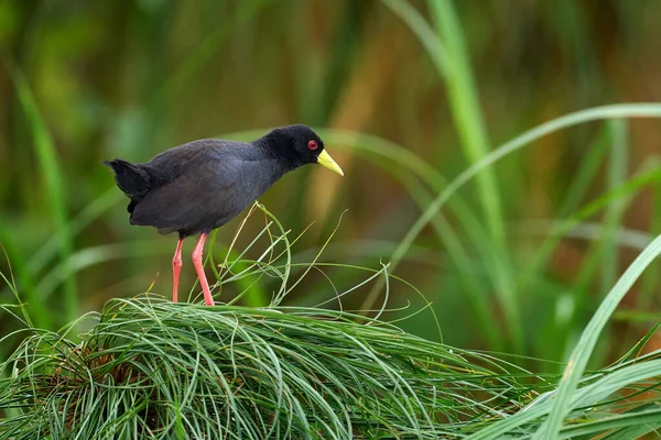 Zwarte Kreeft Zapornia Flavirostra Watervogel Rail Familie Crake Wandelen Het — Stockfoto