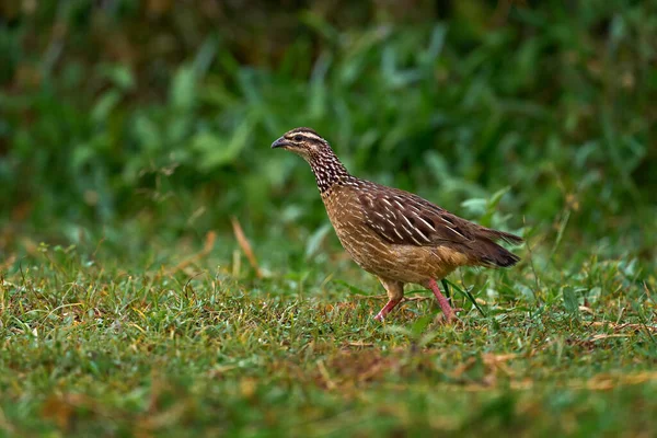 Crested Francolin Dendroperdix Sephaena Vogel Natuur Habitat Murchinson Fall Uganda — Stockfoto