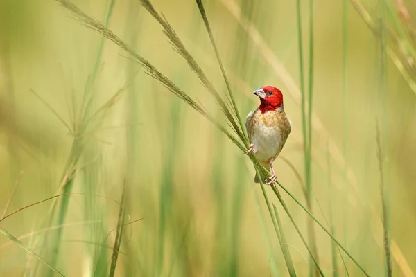 Rudovlasá Quelea Quelea Erythrops Šedý Červený Pták Přírodním Prostředí Murchison — Stock fotografie