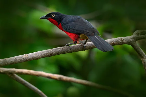 Black Headed Gonolek Laniarius Erythrogaster Black Red Bird Sitting Tree — Stock Photo, Image