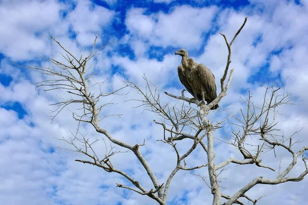 角狮鹫 健身房 两只猛禽坐在树枝上 天空是蓝色的 来自自然的野生动物场景 奥卡万戈三角洲 莫雷米 博茨瓦纳在非洲 在自然的秃鹰 — 图库照片