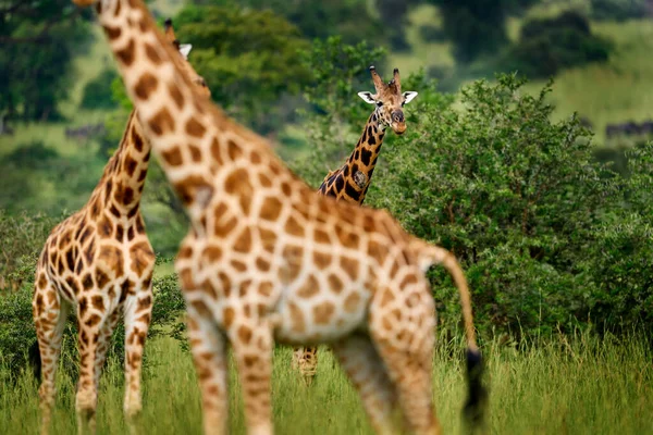 Výtvarný Pohled Africkou Přírodu Velké Stádo Modrou Oblohou Mraky Žirafa — Stock fotografie