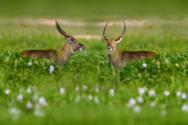 Afrikas Dyreliv Vannbukk Vann Kobus Ellipsiprymnus Stor Antilope Afrika Sør – stockfoto