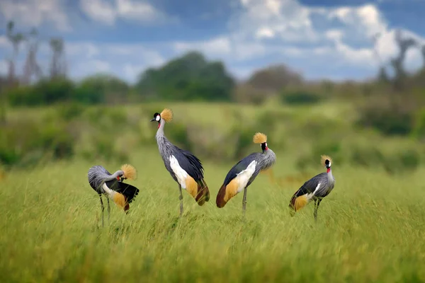 Bird dance. Crane love. Grey crowned crane, bird love, Balearica regulorum, with dark background. Bird head with gold crest in heavy rain, Africa, Murchison NP, Uganda. Big bird fly in the nature.