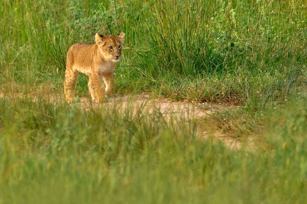Verlorenes Süßes Löwenbaby Afrikanisches Gefahrentier Panthera Leo Detail Uganda Afrika — Stockfoto