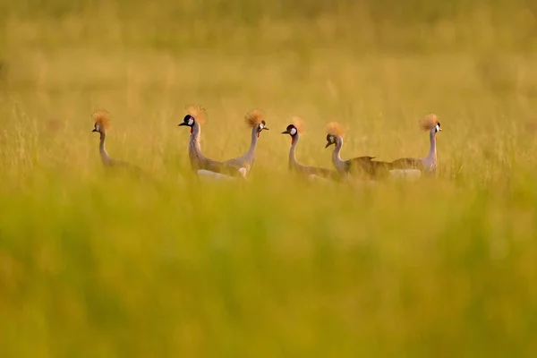 鳥のダンス 鶴好き 灰色の冠クレーン 鳥の愛 暗い背景を持つバレアリカの規制 アフリカ ウガンダで金の紋章を持つ鳥の頭 自然の中で大きな鳥が飛びます — ストック写真