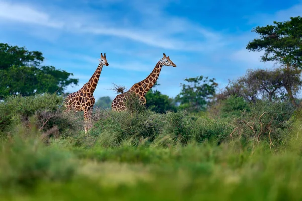 Krásné Africké Žirafy Savaně — Stock fotografie