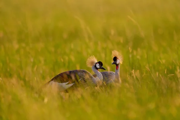 Bird dance. Crane love. Grey crowned crane, bird love, Balearica regulorum, with dark background. Bird head with gold crest in heavy rain, Africa, Uganda. Big bird fly in the nature.