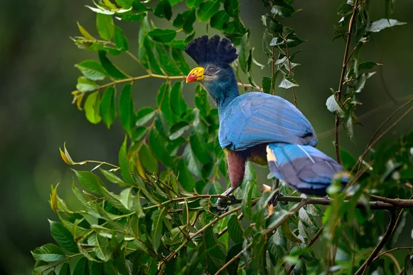 Grote Blauwe Turaco Corythaeola Cristata Vogel Zittend Boomtak Natuur Habitat — Stockfoto