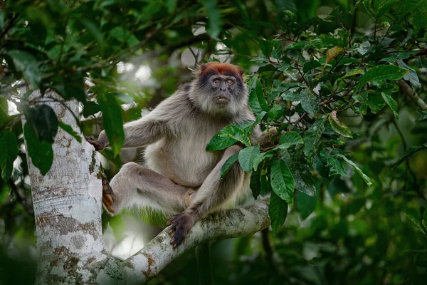 Ugandalı Kırmızı Kolobus Piliocolobus Tephrosceles Tropik Ormandaki Ağaç Gövdesinde Oturan — Stok fotoğraf