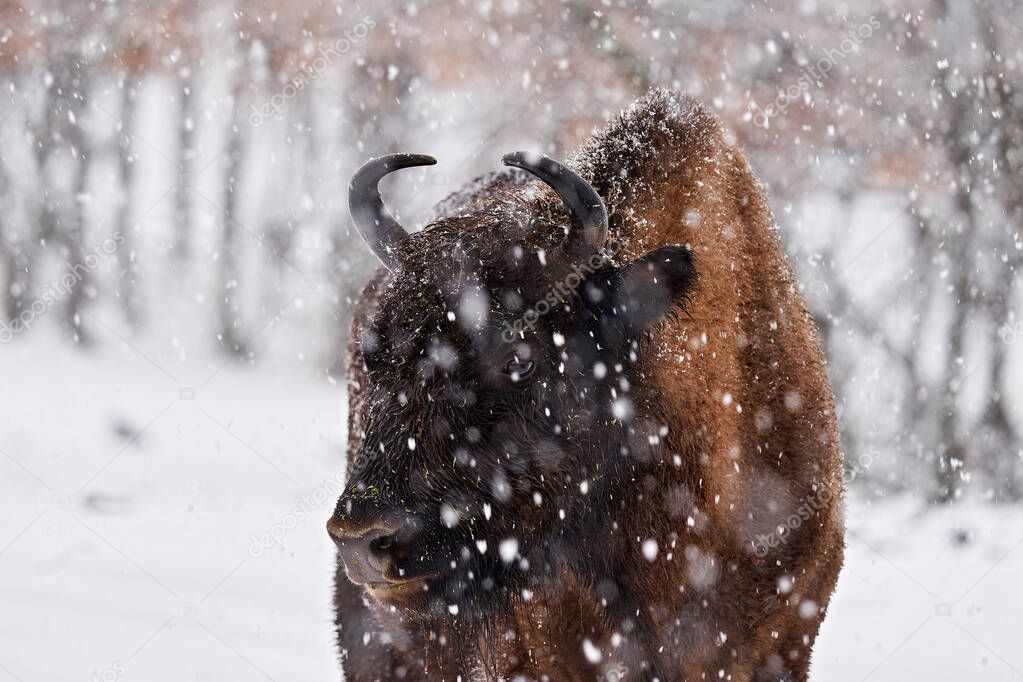 Snow winter wildlife nature. European Bison in the dark forest, misty scene with big brown animal in nature habitat, orange oak leaves on the trees, Studen Kladenec, Eastern Rhodopes, Bulgaria.  