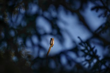 Çek yaban hayatı. Pigme Baykuş, açık karanlık orman arka planına sahip ağaç ladin dalında oturuyor. Avrasya teneke kuşu yaşam alanında. Akşam günbatımında güzel bir kuş. Doğa ve Avrupa üzerine sanat görüşü.       