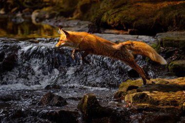 Nehrin yukarısında Fox. Red Fox atlayışı, Vulpes vulpes, Avrupa 'dan vahşi yaşam sahnesi. Doğa habitatında turuncu kürklü hayvan. Yeşil orman çayırındaki tilki. Aksiyon uçuşu doğadan komik bir sahne.