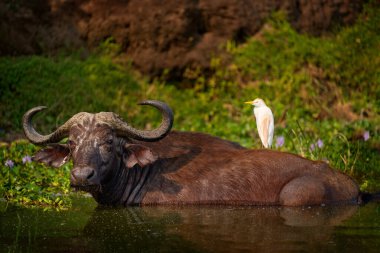 Uganda vahşi yaşamı. Boffalo suda, arkasında beyaz balıkçıl var. Afrika 'dan komik bir görüntü. Akbalıkçıl, Bubulcus Ibis, doğal ortamında, mavi gökyüzüyle güneşli bir gün. Kazinga Kanalı, vahşi doğa.