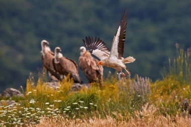 Mısırlı akbaba, Neophron percnopterus, İspanya, Avrupa 'da Extremadura. Büyük beyaz yırtıcı kuş kayalık dağda oturuyor, doğal yaşam alanı. Doğadan vahşi yaşam sahnesi. 