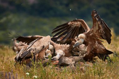 Akşam yemeği partisi, doğada akbaba dövüşü olan leş yiyecekler. Griffon Vulture, Gyps fulvus, kayalık dağdaki büyük kuş, habitat, Madzarovo, Bulgaristan, Doğu Rhodopes. Balkan 'dan vahşi yaşam sahnesi. Hayvan davranışları.. 