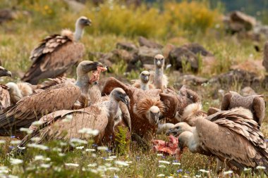 Griffon Vulture, Gyps fulvus, kayalık dağdaki büyük kuş, habitat, Madzarovo, Bulgaristan, Doğu Rhodopes. Vahşi yaşam Balkan. Hayvan davranışları. Akşam yemeği, doğada akbaba dövüşü olan leş yiyecekler.. 