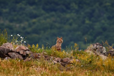 Romanya 'nın çakalı. Altın Çakal, Canis Aureus, Avrupa, Meadow 'da beslenme sahnesi. Balkan 'dan vahşi yaşam. Doğal ortamında inek leşi olan dağ hayvanı..