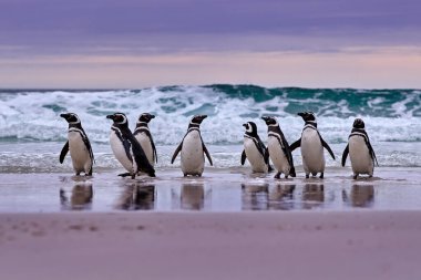 Sudaki penguen. Deniz dalgalarında oynayan kuş. Sudaki deniz kuşu. Arka planında okyanus dalgası olan Macellan pengueni, Falkland Adaları, Antarktika.
