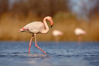 Daha büyük Flamingo, Phoenicopterus yakutu, koyu mavi sularda uzun boynu olan güzel pembe büyük kuş, akşam güneşi, doğal ortamında hayvan, İtalya. Avrupa 'dan vahşi. Flamingo, vahşi yaşam.