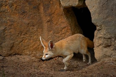 Fennec fox, Vulpes zerda, Kuzey Afrika çöllerine özgü küçük crepuscular fox.