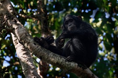Şempanze, Pan trogloditleri, Uganda 'daki Kibale Ulusal Parkı' ndaki ağaçta, karanlık ormanda. Siyah maymun doğal ortamında, Uganda Afrika 'da. Şempanze doğal ortamında, vahşi doğada. Maymun primat..
