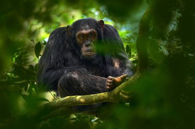 Uganda vahşi yaşamı. Şempanze, Pan trogloditleri, Uganda, Kibale Ulusal Parkı 'ndaki ağaçta, karanlık ormanda. Siyah maymun doğada, Uganda Afrika 'da. Şempanze doğal ortamında, vahşi doğada. Maymun..