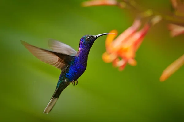 青いハチドリ美しい花の隣を飛んでいるバイオレットサブリュー 小さな鳥がジャングルを飛ぶ 熱帯コスタリカの野生動物 森の中から2羽の鳥が蜜を吸っている 鳥の行動 — ストック写真