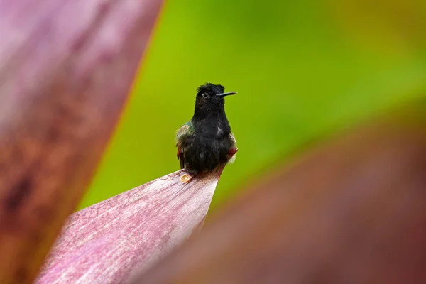 Eupherusa Nigriventris Black Bellied Hummingbird 코스타리카의 풍뎅이 서식지의 동물들 입니다 — 스톡 사진