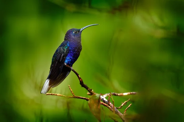 青いハチドリ美しい花の隣を飛んでいるバイオレットサブリュー 小さな鳥がジャングルを飛ぶ 熱帯コスタリカの野生動物 森の中から2羽の鳥が蜜を吸っている 鳥の行動 — ストック写真