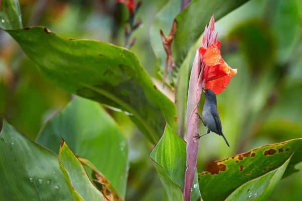 Glossy Flowerpiercer Diglossa Lafresnayii Black Bird Curved Bill Sittin Orange — Stock Photo, Image