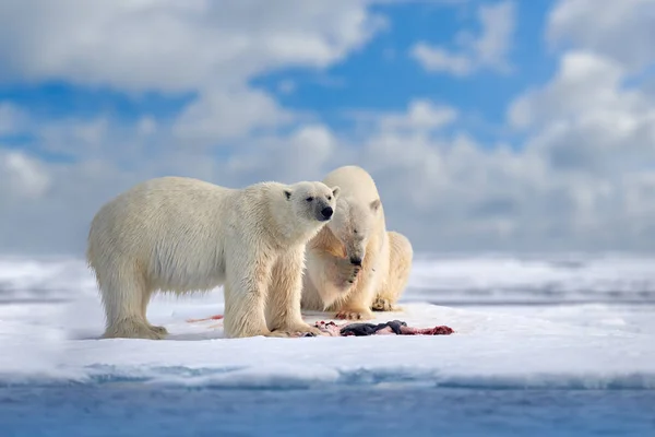 Polar Bear Drifting Ice Snow Feeding Killed Seal Skeleton Blood — Stock Photo, Image