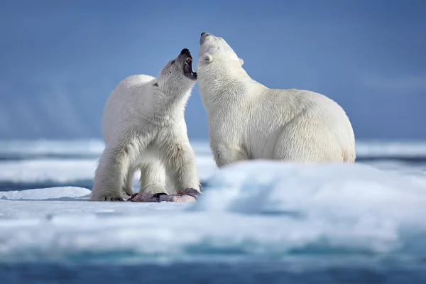 Scène Hivernale Animalière Avec Deux Animaux Dangereux Deux Ours Polaires — Photo