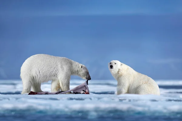 Белый Медведь Дрейфующем Льду Снегом Питающимся Убитым Тюленем Скелетом Кровью — стоковое фото