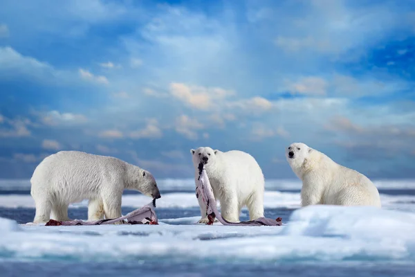 Полярний Ведмідь Дрейфуючому Льоду Сніговим Живленням Вбитій Печі Скелеті Крові — стокове фото