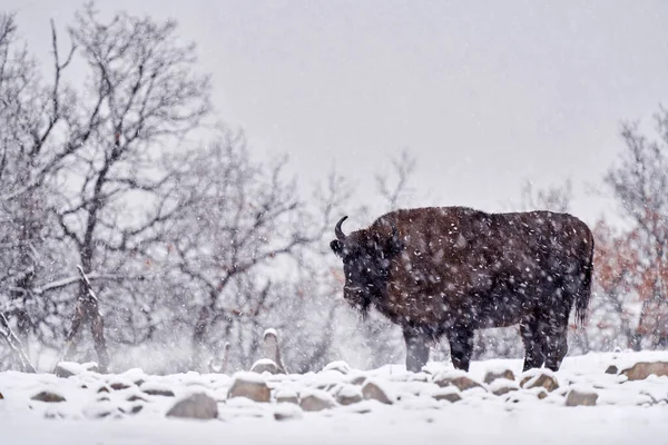 在冬季雪地里的野牛 在大自然栖息地里与棕色的大动物在一起的朦胧景象 寒冷的天气 保加利亚东罗多佩斯的Studen Kladenec 冬季雪地野生生物 — 图库照片