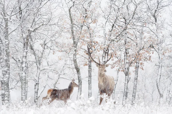雄鹿和雌鹿搭配红鹿 大动物在森林中的栖息地 位于欧洲保加利亚东罗多佩斯的Studen Kladenec橡树山上的鹿 雪怪冬季野生动物 — 图库照片