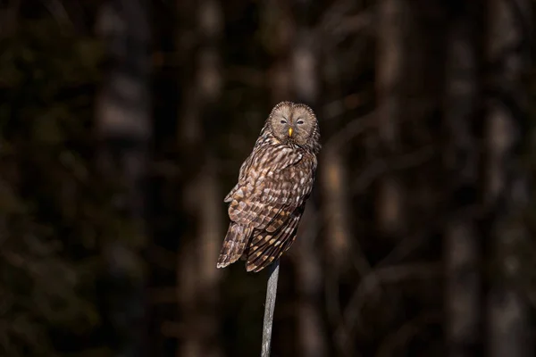 Ural Owl Strix Uralensis Sedí Větvi Stromu Zeleném Dubovém Lese — Stock fotografie