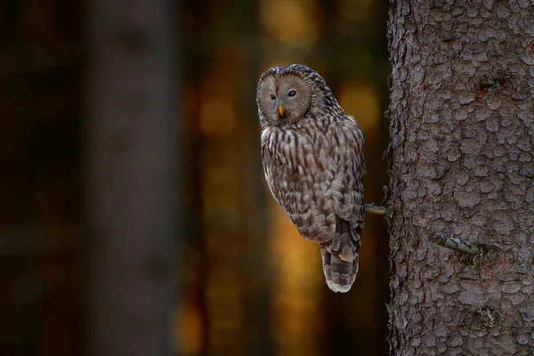 Ουράλια Κουκουβάγια Strix Uralensis Κάθεται Κλαδί Δέντρου Πράσινα Φύλλα Δρυός — Φωτογραφία Αρχείου