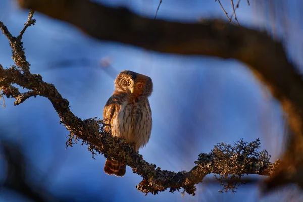 捷克野生动物 侏儒猫头鹰 坐在树云杉树枝上 背景清澈而黑暗 欧亚大陆的金丝雀在栖息地 黄昏时美丽的小鸟 关于自然的艺术观点 — 图库照片