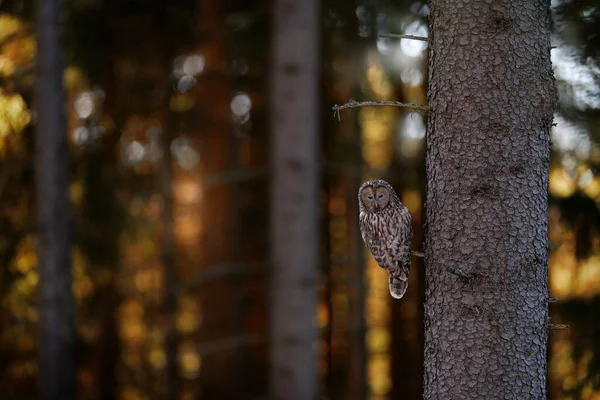 Ural Owl Strix Uralensis Sitting Tree Branch Green Leaves Oak — Stock Photo, Image