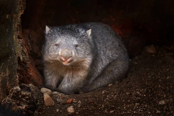 Wombat Vombatus Ursinus Animal Cinzento Bonito Austrália Tasmânia Wombats Comuns — Fotografia de Stock