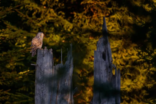 Uil Sparren Bos Habitat Slowakije Uil Strix Uralensis Zittend Boomtak — Stockfoto