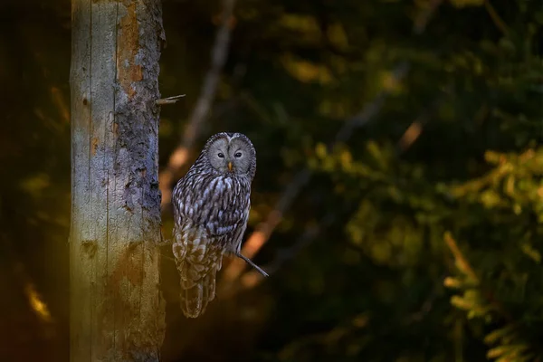 Bagoly Lucfenyő Erdő Élőhelyén Szlovákia Ural Bagoly Strix Uralensis Faágon — Stock Fotó