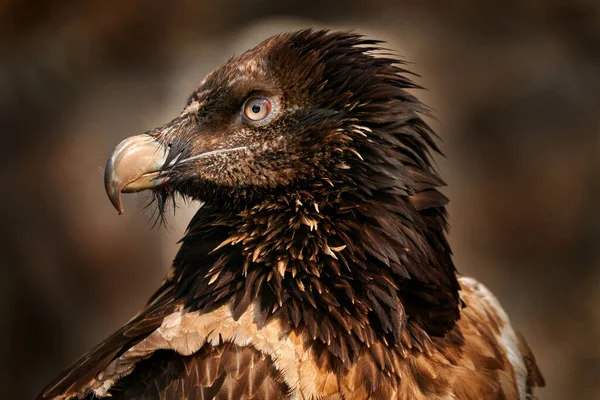 Avvoltoio Barbuto Gypaetus Barbatus Particolare Ritratto Raro Uccello Montagna Habitat — Foto Stock