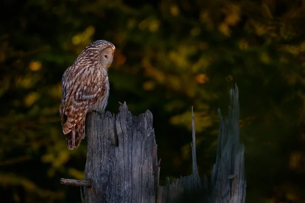 Uggla Granskogen Livsmiljö Slovakien Ural Owl Strix Uralensis Sitter Trädgren — Stockfoto