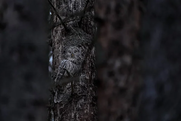 スプルースの木の森の生息地 スロバキアでフクロウ ウラルフクロウ Strix Uralensis 木の枝に座って 緑の葉のオークの森で 自然の野生動物のシーン 野鳥の生息地 — ストック写真