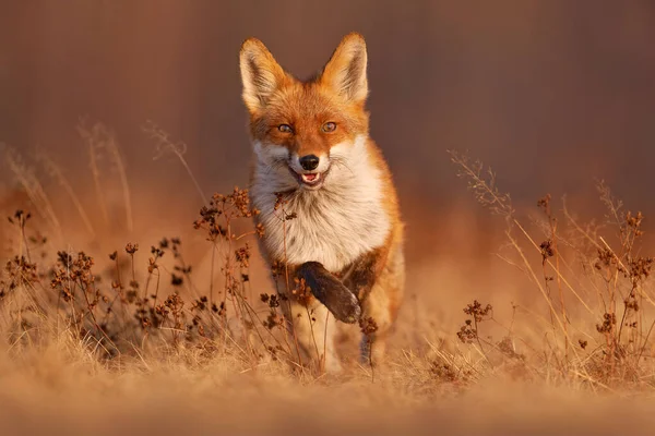 Fox Naplemente Narancssárga Esti Fény Narancs Bunda Állat Természet Élőhelyén — Stock Fotó