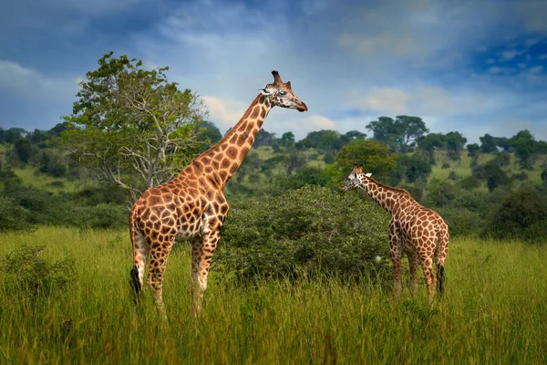 Dvě Žirafy Zelené Vegetaci Modrou Oblohou Divoká Příroda Okavango Botswana — Stock fotografie