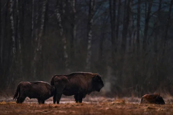 Manada Bisontes Bosque Otoño Escena Soleada Con Gran Animal Marrón — Foto de Stock